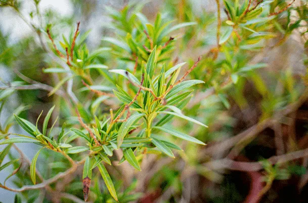 Hoe je oleanders gezond houdt: oorzaken en oplossingen voor gele blaadjes